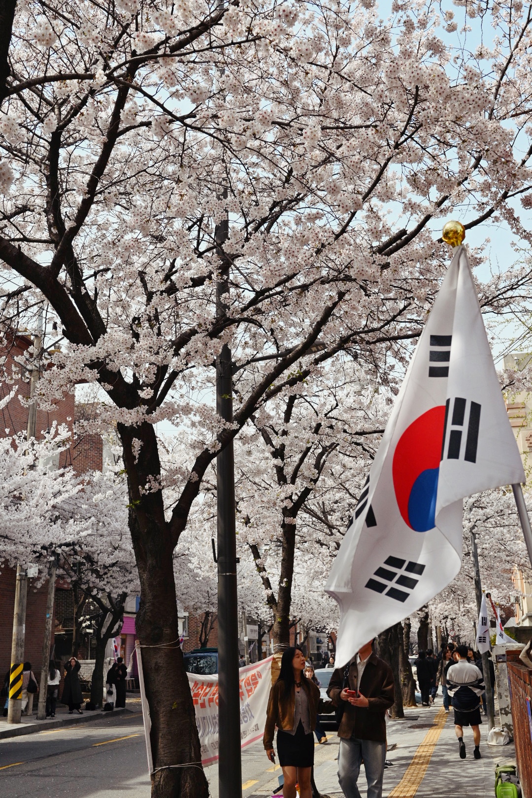 Beot-kkot, or the Korean cherry blossoms
